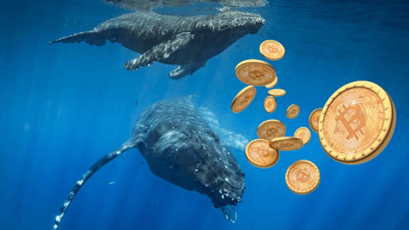 Bitcoin Whales' $3B Stash Surge ujawniony w styczniowych danych
