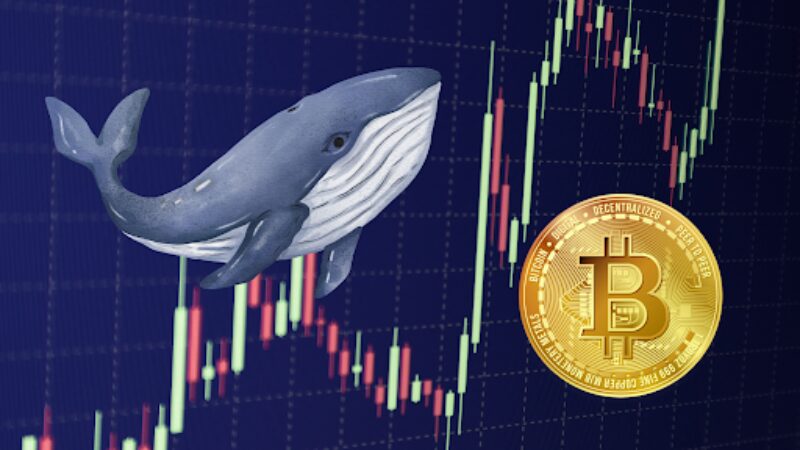 Bitcoin z wielorybami przełamuje barierę 44 tys. dolarów, kolejne zyski przed nami?